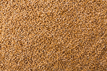 Processed organic wheat grains texture background