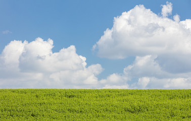big clouds in the blue sky above the green field