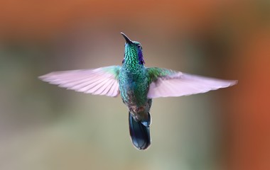 Green violetear hummingbird hovering with wings open in Costa Rica