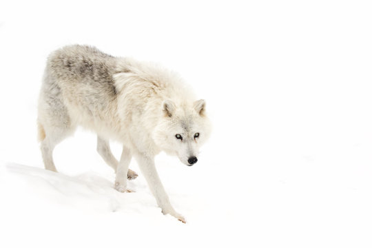 A lone Arctic wolf (Canis lupus arctos) isolated on white background closeup in the winter snow in Canada