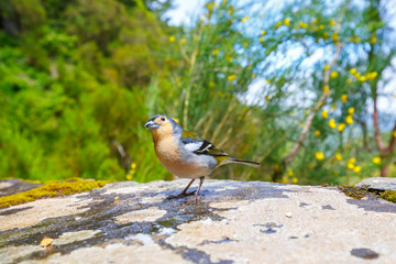 Carduelis chloris, Greenfinch, Madeira Island, Portugal