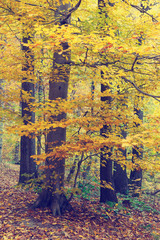 Colorful autumn trees in forest, vintage look