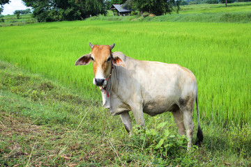 Fototapeta na wymiar Cow in the green rice field