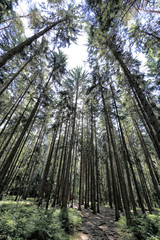 Fototapeta na wymiar Forest scenery with very high trees