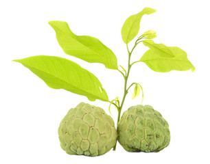 Custard apple fruit with white isolate background