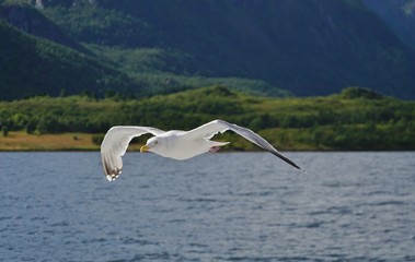 Fototapeta premium A seagull bird flying in the sky over water