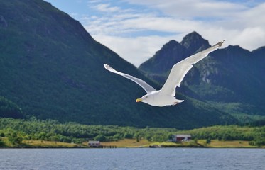 A seagull bird flying in the sky over water