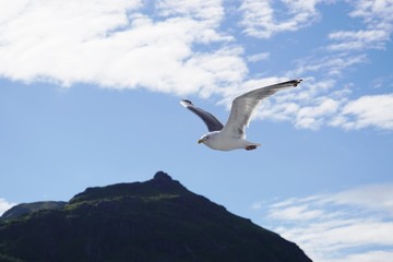 Fototapeta na wymiar A seagull bird flying in the sky over water