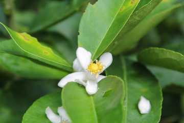 Obraz na płótnie Canvas lemon flowers with green leaves