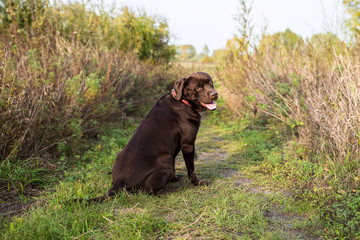 Chocolate labrador retriever is sitting on the grass on a sunny