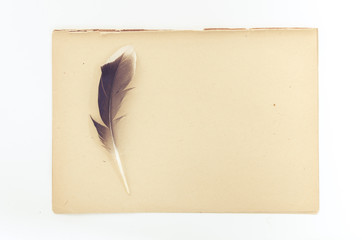 feather lying on sheets of vintage paper - natural history book style 
