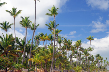 Fototapeta na wymiar Palm Trees In Front Of Azure Skyline. Photo toned.