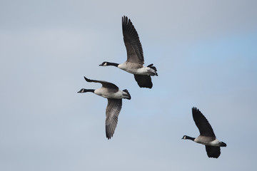 Fototapeta na wymiar Canada Goose, Branta Canadensis