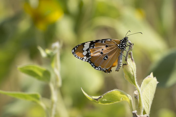 Schmetterling auf Wiese