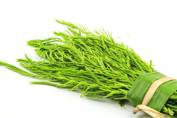 Acacia pennata isolated on white background