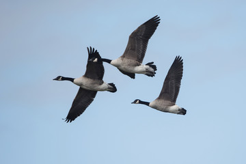Canada Goose, Branta Canadensis