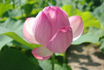 蓮の花　Lotus