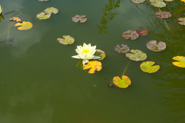 Colorful Water Lilies bathed in sunlight on a nice and warm spring day. Beautiful blooming water lilies and goldfish - flora and fauna in the reserve pond.