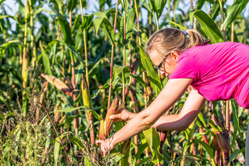 Woman picking corn on field in harvesting autumn season, seasonal work on plantation