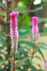 pink cockcomb flower in nature