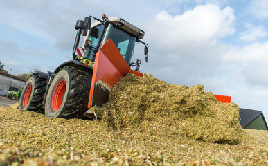 Maisernte - Silage verdichten © benjaminnolte