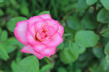 Pink rose on the green leaf in the garden