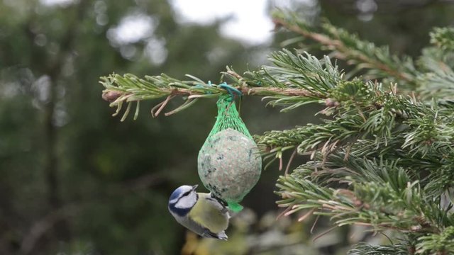 Blue tit and sparrow feeding on bird fat ball in winter