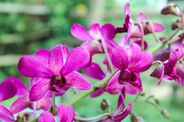 Dendrobium sonia, purple orchid in a garden