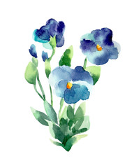 Watercolor illustration of a violets on a white background. - 122146183
