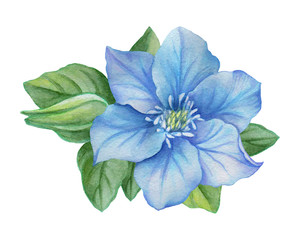 Watercolor illustration of a blue flower on a white background. - 122146390