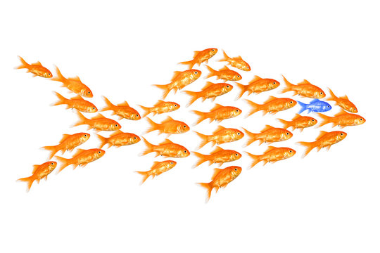 goldfische