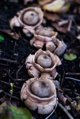 earthstar mushroom fungus in fall - paddestoel Aardster