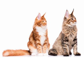 Beautiful Maine Coon kittens - 8 and 5 months old. Tabby cats sitting in front and looking away. Cute striped kitties, isolated on white background.