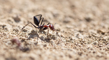 Ant on dry ground. macro
