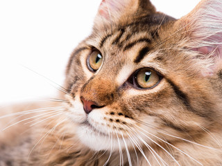 Fototapeta premium Portrait of domestic black tabby Maine Coon kitten - 5 months old. Close-up studio photo of striped kitty looking away. Tabby cat on white background. 