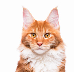 Fototapeta premium Portret krajowy czerwony kotek Maine Coon - 8 miesięcy. Close-up studio zdjęcie pomarańczowy kotek w paski patrząc na kamery. Ładny młody kot na białym tle.