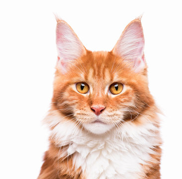Portrait of domestic red  Maine Coon kitten - 8 months old. Close-up studio photo of orange striped kitty looking at camera. Cute young cat isolated on white background.
