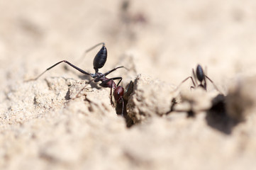 Ant on dry ground. macro