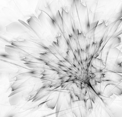 Czarno-biały delikatny kwiat fraktali generowany komputerowo obraz - 122147359