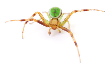 Green spider on white.