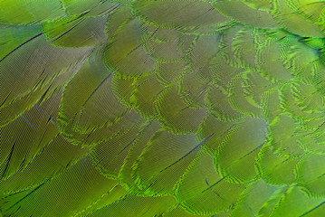 Fototapeta premium green feather background