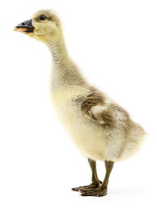 Little gosling isolated.