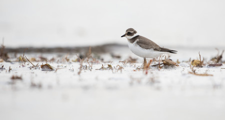 Common Ringed Plover, Ringed Plover, Charadrius hiaticula
