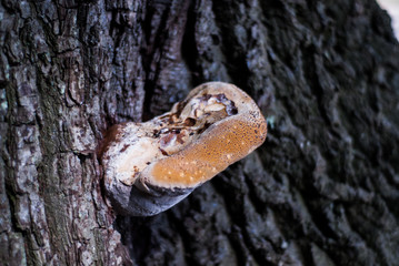 Mushroom on tree