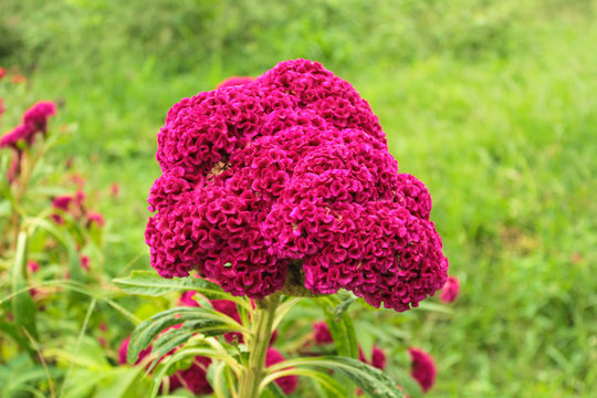 pink cockcomb flower in nature