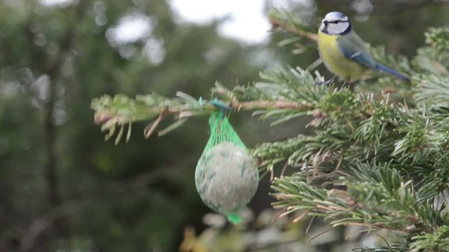 Blue tit and sparrow feeding on bird fat ball in winter