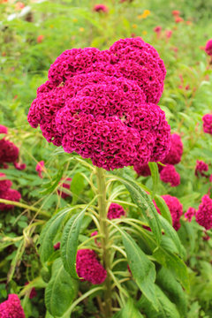 pink cockcomb flower in nature