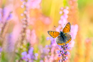 Beautiful butterfly on flowers of heather 