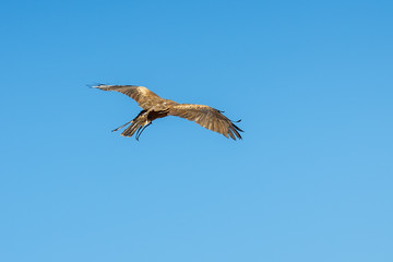 Eagle in Benalmadena national part, Malaga province, Spain.