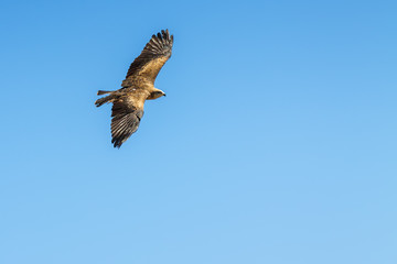 Eagle in Benalmadena national part, Malaga province, Spain.